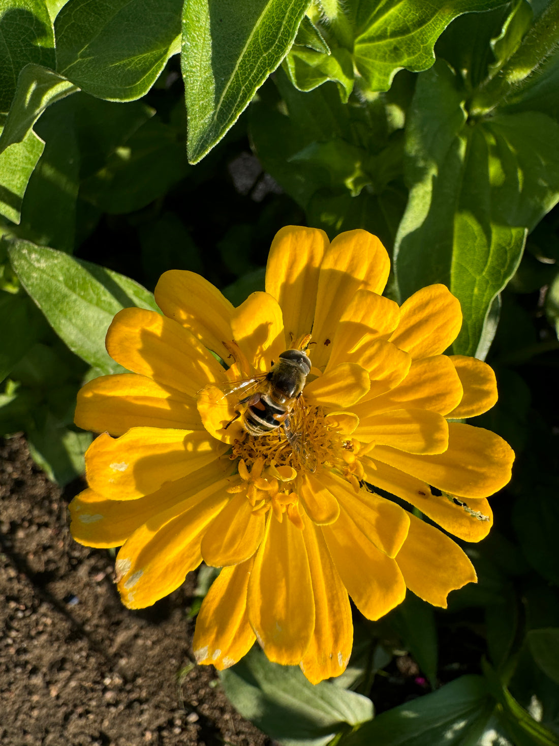 The Zinnia Garden